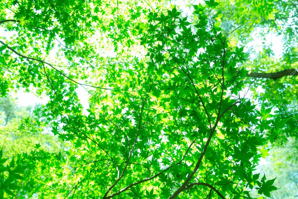 木漏れ日の緑