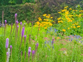 雑草と紫と黄色の花