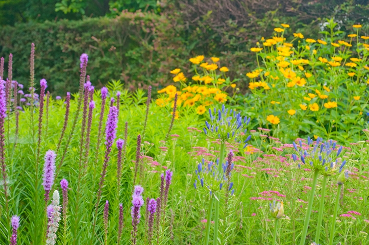 雑草と紫と黄色の花