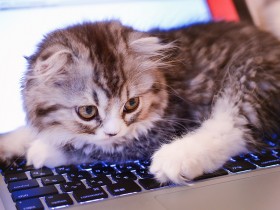 ノートパソコンに乗る猫