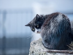 振り向く塀の上の猫