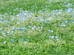 草と小さい青い花