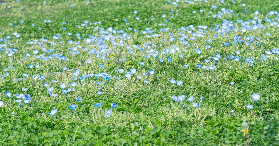 草と小さい青い花