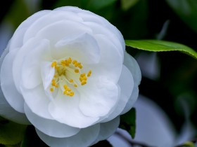 白い花１リンと葉っぱ
