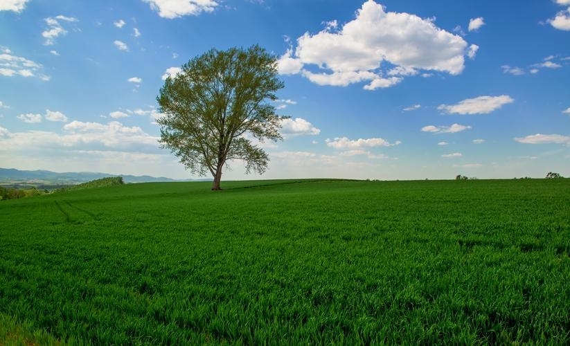 草原と一本の木