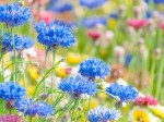 青色の花が数本