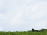 草原と牛の画像